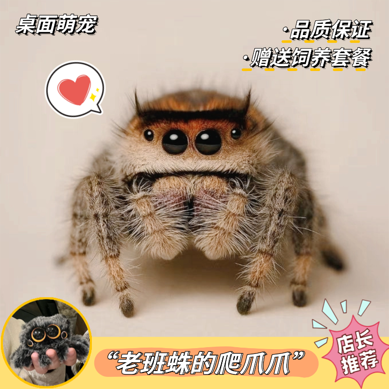 跳蛛宠物蜘蛛桌面宿舍迷你宠物卢卡斯小跳蛛灰佛橙佛佛罗里达跳蛛