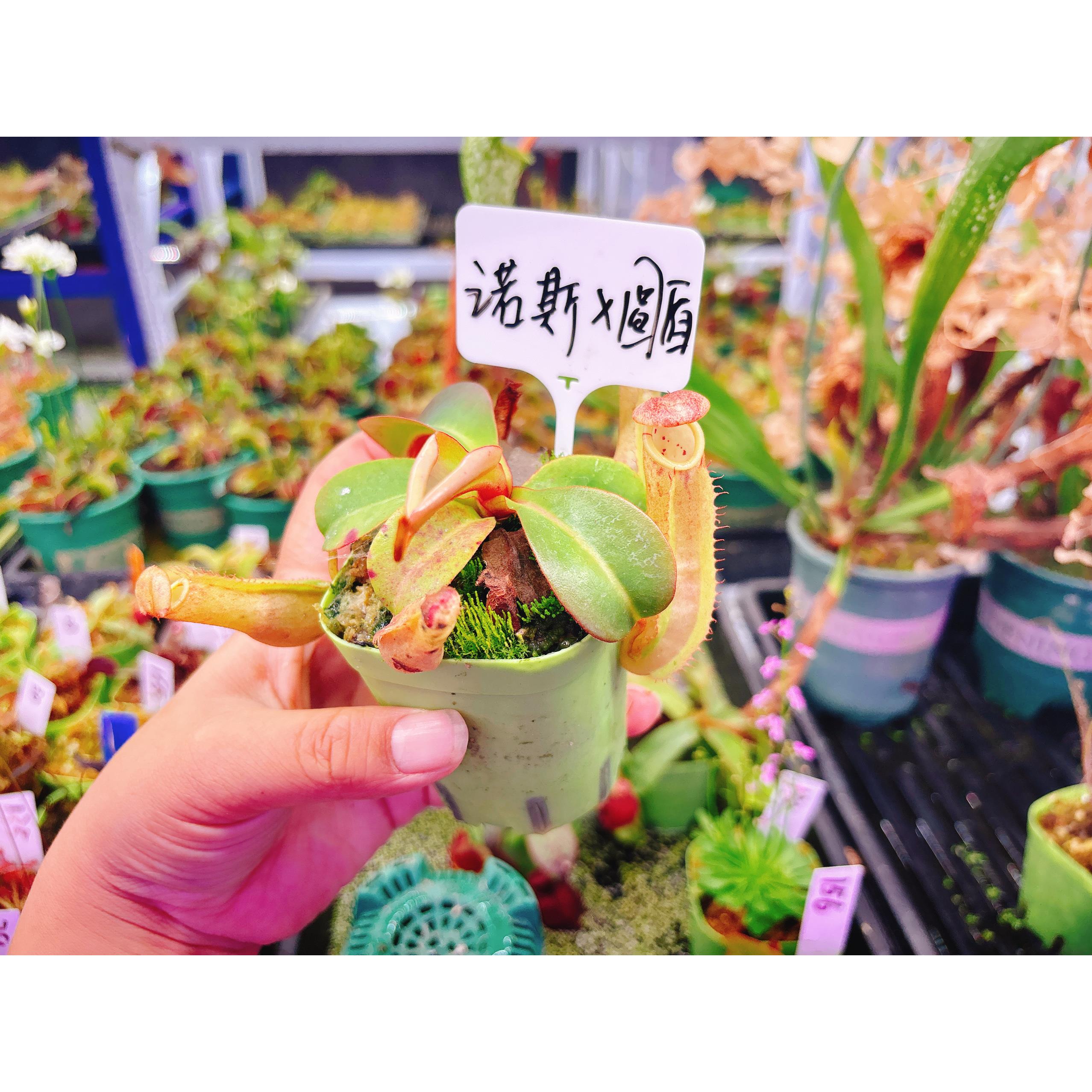 食虫植物--诺斯×圆盾猪笼草小苗食虫草绿植盆栽精选个体