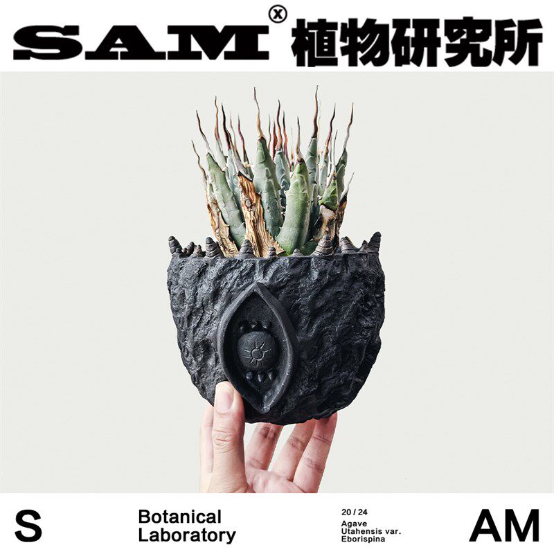 曲刺妖炎/蓝鲸/白鲸/龙舌兰/姬仁王冠/耐晒耐旱绿U植/潮流块根植