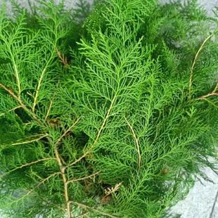 正宗野生侧柏叶新鲜扁柏叶柏树叶洗头养发护发柏树枝叶结婚用