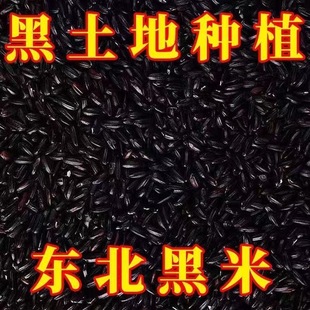 【新米上市】新鲜黑米非糯米五谷杂粮饭团非东北黑米粗粮批发包邮