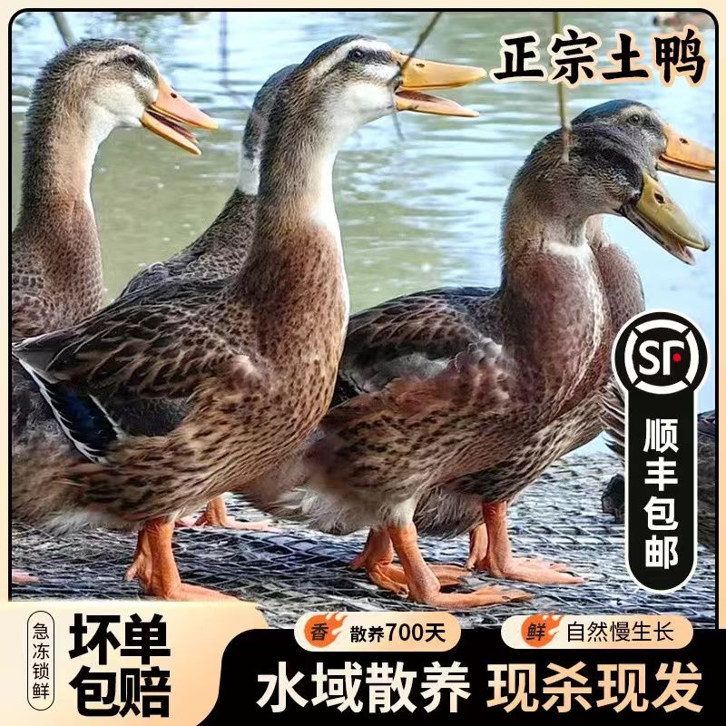 顺丰4年老鸭现杀鸭子老母鸭生态鸭洪湖散养放养水鸭土鸭老鸭子