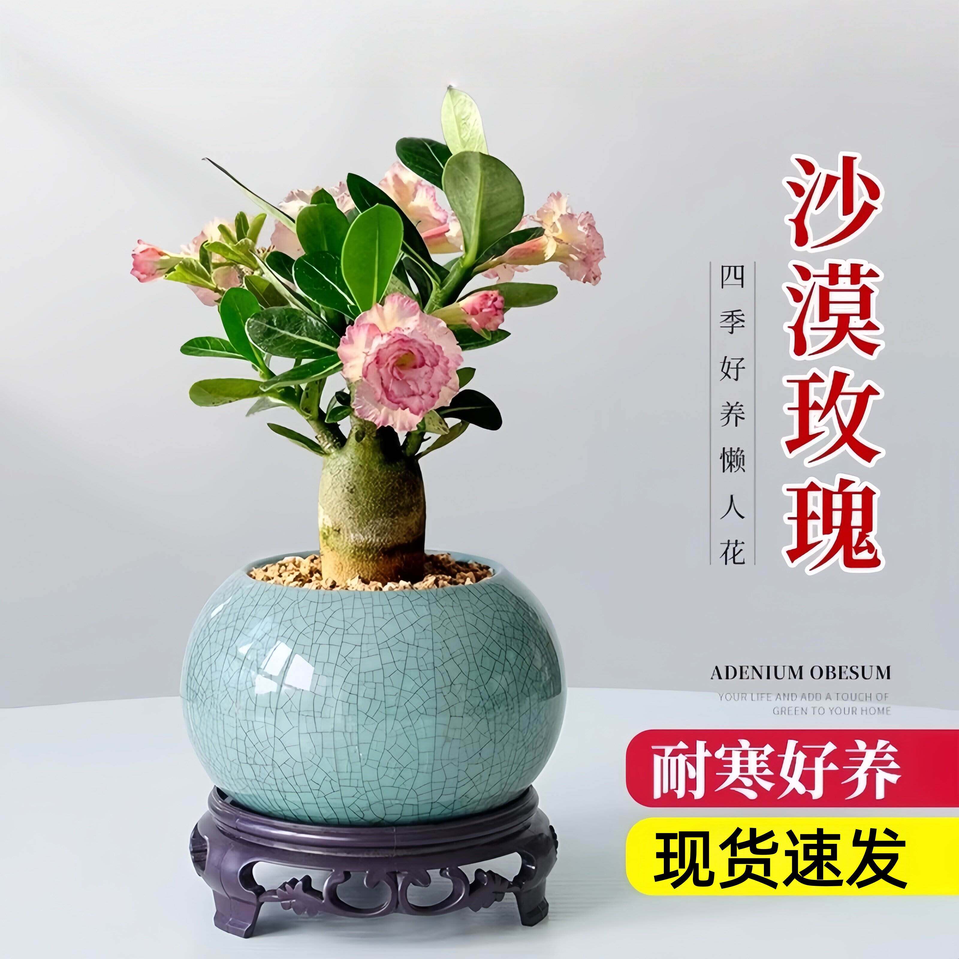 沙漠玫瑰花卉绿植室内盆栽小型老桩办公桌面盆景四季花苗好养易活