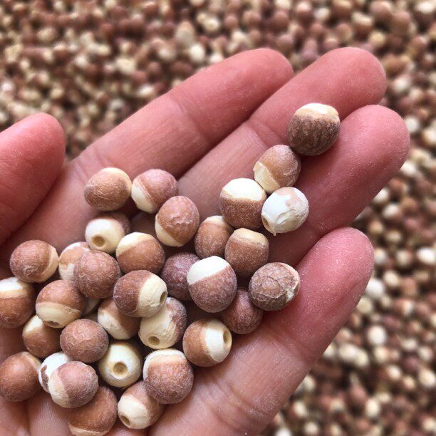 大粒芡实500g新鲜干货特级中药材生欠实芡实米鸡头米茯苓薏米茨实