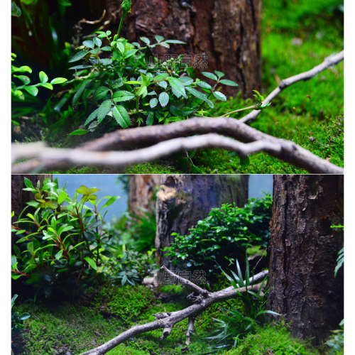 香槟木树干造景鱼缸水族箱森林直木装饰雨林水陆缸造景套餐非沉木