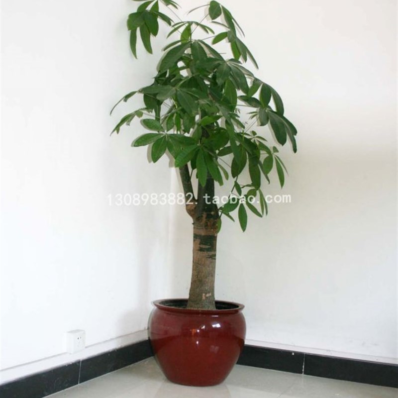 玻璃钢枣红色套盆 发财树花盆 室内防水绿植花缸 办公.室花盆加厚