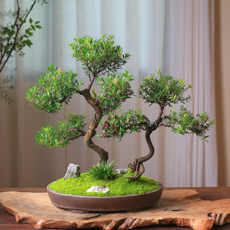 小叶赤楠盆栽丛林造型盆景桌面观叶绿植老桩植物客厅庭院室内好养