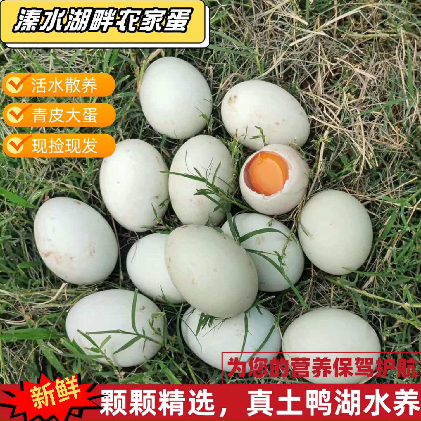 农家散养土鸭蛋生鲜蛋散养鲜鸭蛋