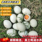 农家散养土鸭蛋生鲜鸭蛋生鸭蛋绿皮大蛋青皮鸭蛋新鲜鸭蛋腌咸鸭蛋