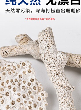 天然大块珊瑚骨滤材鱼缸过滤材料净水珊瑚石净化珊瑚砂过滤沙石