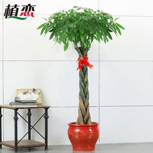 寧波慈溪 五辮子發財樹盆栽大型室內綠植盆景花卉客廳辦公室綠植