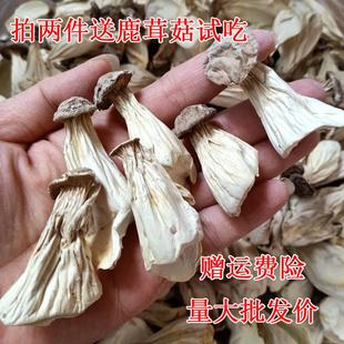 新货福建武夷山茶花菇长寿菇白菇鸡鸡菇干货土特产姑奶奶人参菇50
