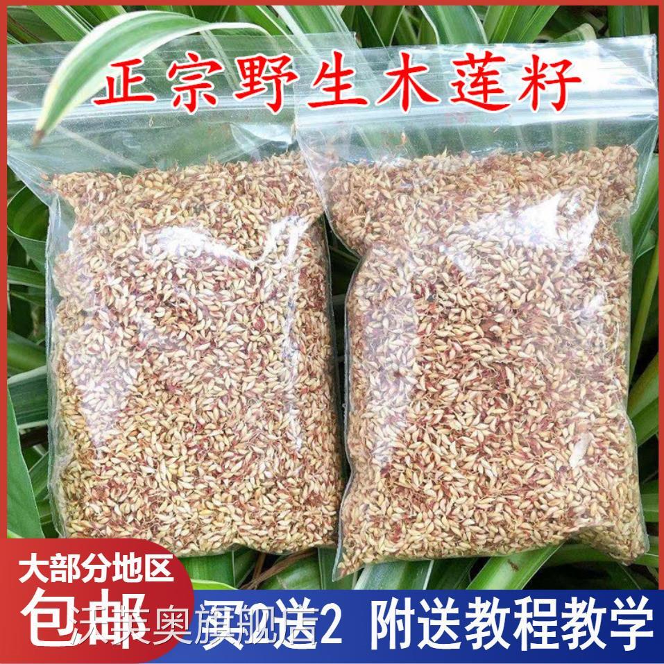 浙江诸暨特产木莲豆腐木莲子野生木莲籽爱玉子冰粉籽薜荔籽凉粉籽