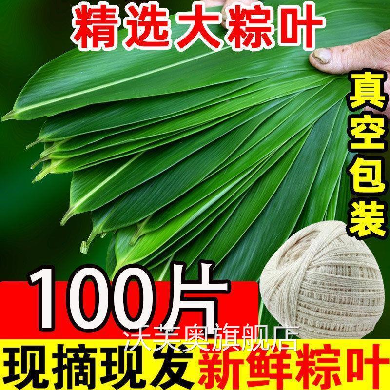 新鲜粽叶大号现摘家用端午包粽子专用天然粽子叶箬叶竹叶真空包装