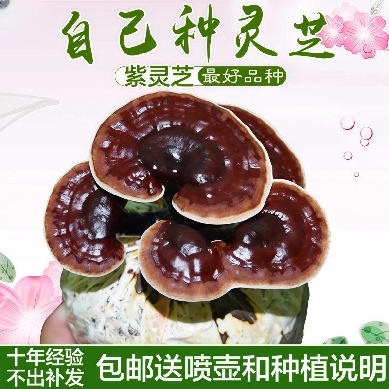 灵芝盆栽菌种景植菌包植