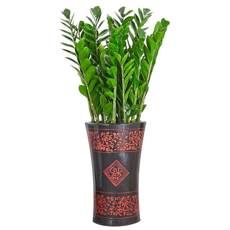 金钱树盆栽 雪铁芋摇钱树盆景吉祥树办公室家居送礼寓意好植物花