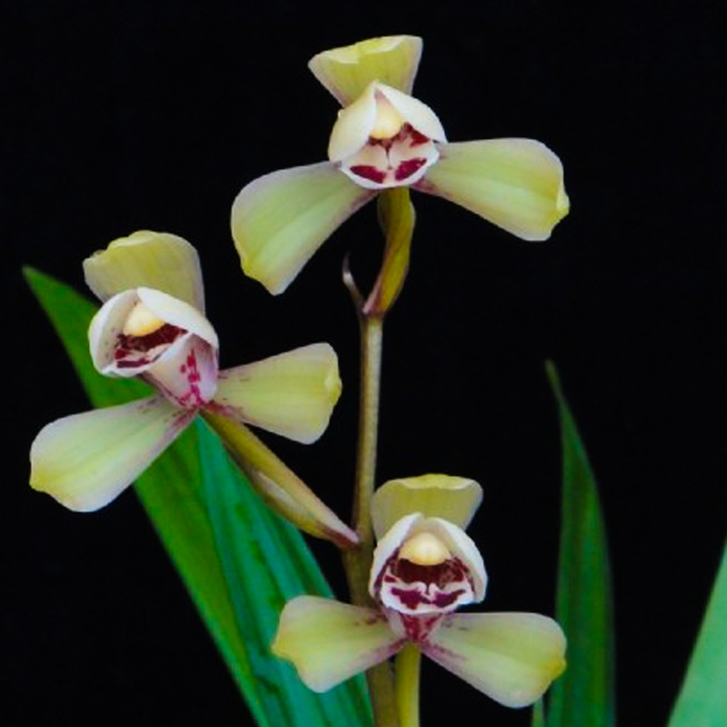 建兰荷王兰花盆栽植物名贵兰草花四季兰花苗浓香型带花苞大众国兰