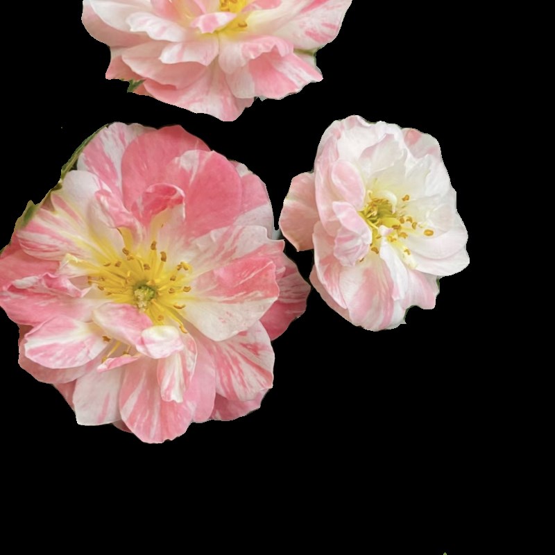 莉莉微型月季花苗多色四季勤花耐热耐开花量大淡香阳台庭院盆栽