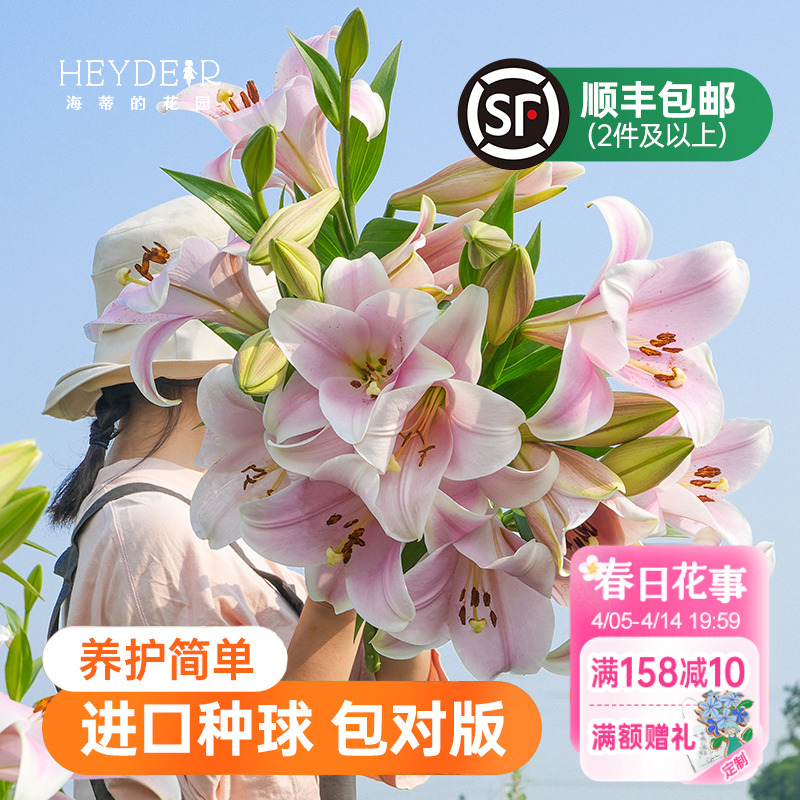 海蒂的花园春百合卡里种球进口重瓣可地栽香水花卉盆栽球根植物