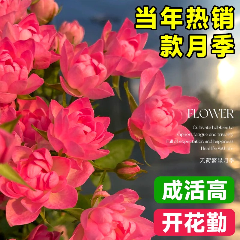 天荷繁星月季花苗特大花盆栽爬藤月季藤本月季果汁阳台棒棒糖植物