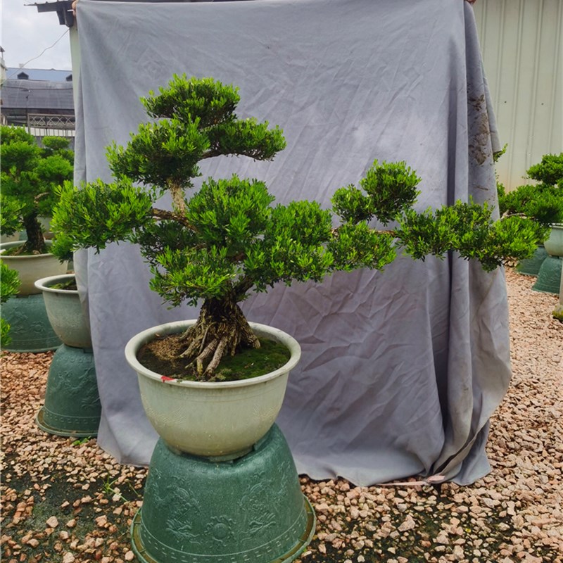 名贵小叶黄杨造型树老桩 四季常青皱皮黄杨木盆景矮桩高端摆件