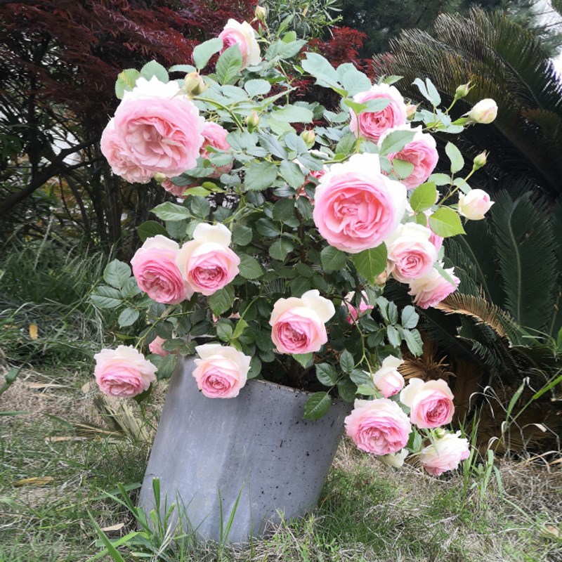 粉色龙沙宝石爬藤蔷薇花苗藤本月季大花浓香四季庭院爬墙植物粉龙