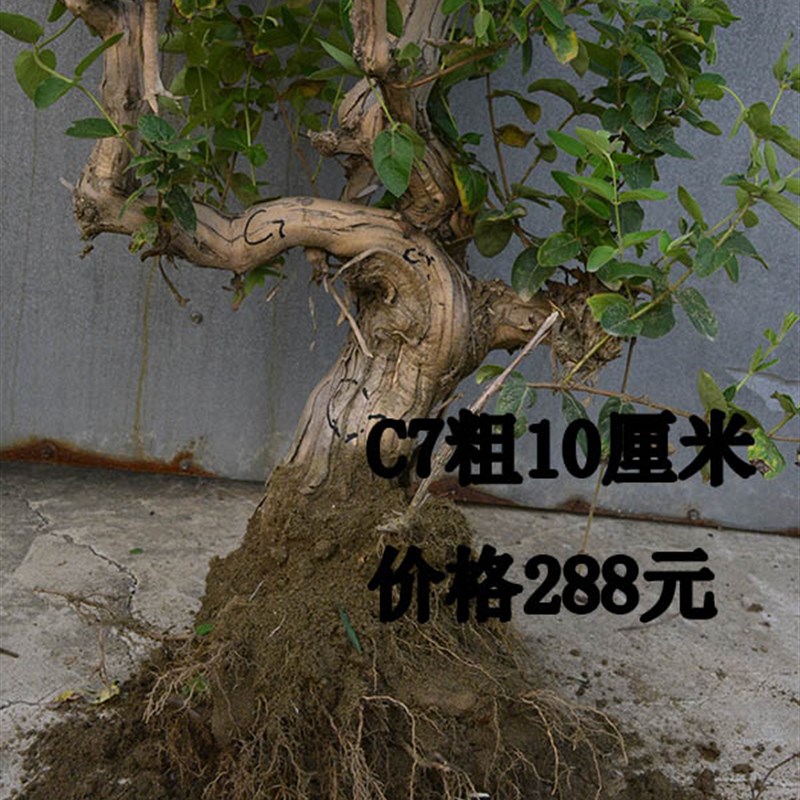 山东老王 金银花盆栽苗树苗四季常青花卉盆景树桩老桩食用药用