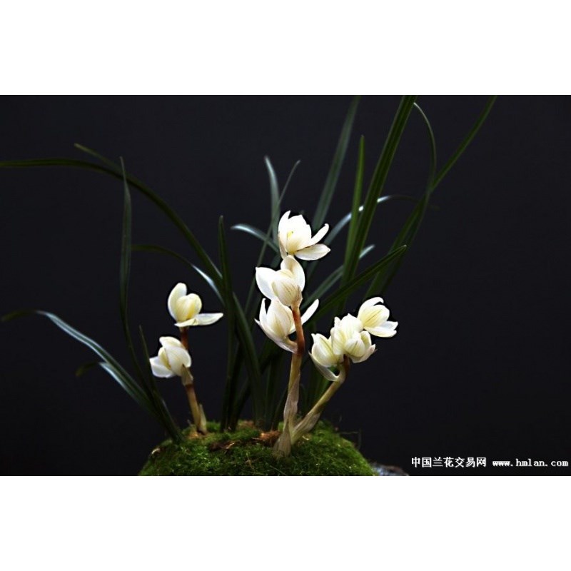云南老种兰花苗 莲瓣兰 素冠荷鼎 自然环境种植植物浓香 老种盆栽