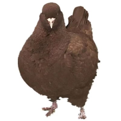 大体巨型纯种元宝鸽子活公母一对种鸽幼鸽观赏宠物肉鸽包下蛋包邮