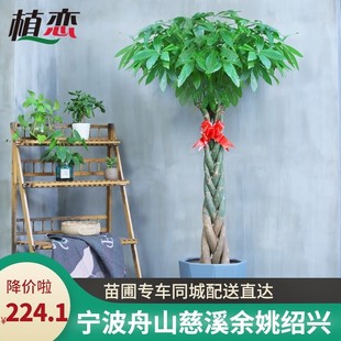 寧波慈溪 五辮子發財樹盆栽大型室內綠植盆景花卉客廳辦公室綠植