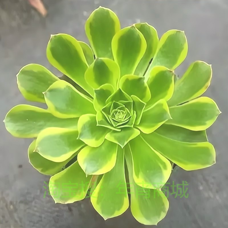 青檬法师锦贵货 韶羞锦法师 室内阳台桌面精品多肉植物大颗盆栽