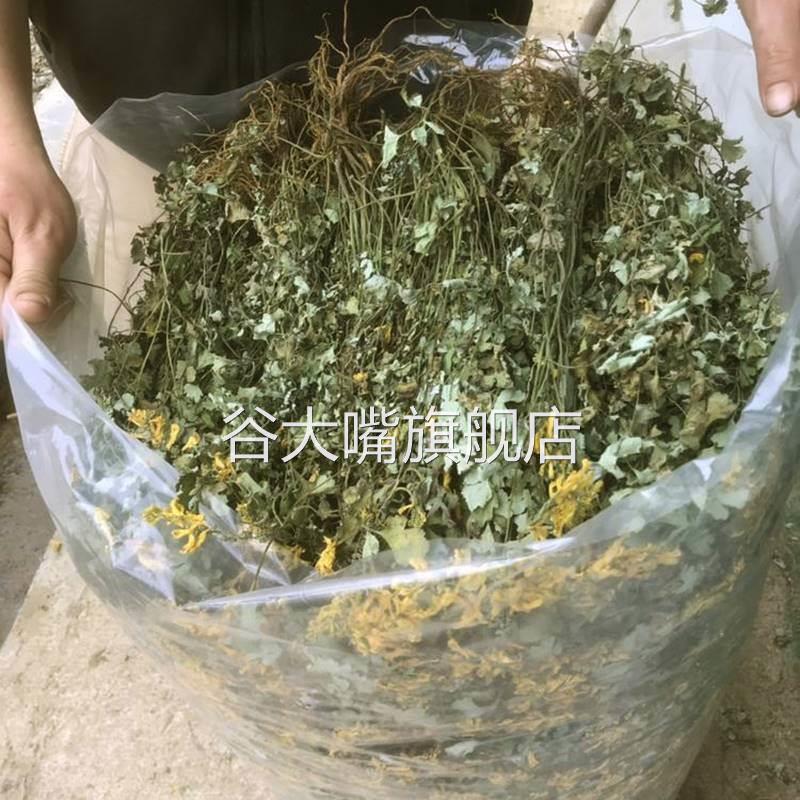 云南野生岩黄连250克 整棵带根干货 岩连 崖黄连 菊花黄连 土黄连