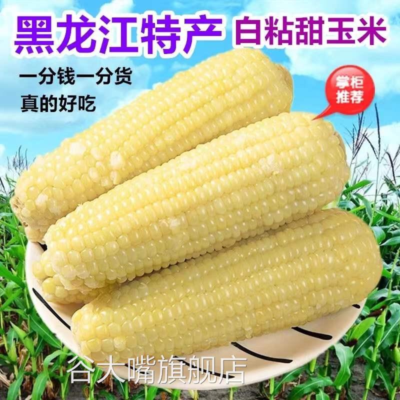 大董占和甜糯玉米新鲜速冻家用东北特产特级粘白苞米非转基因粗粮