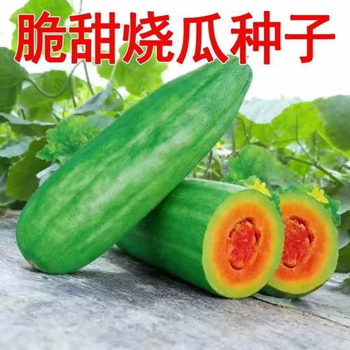 甜脆烧瓜种子早熟甜瓜种子菜瓜酥脆甜瓜高产四季水果蔬菜种子新品