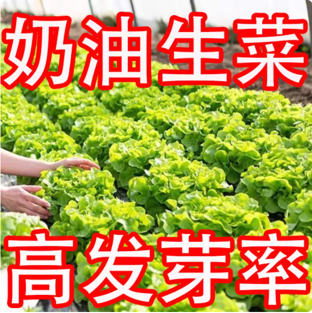 奶油生菜新鲜蔬菜叶菜类生菜生吃凉拌甜脆多汁沙拉菜农家自种生菜,农用物资,蔬菜种子/种苗,淘宝优惠券,粉丝福利购,淘宝优惠卷