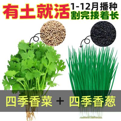 【一年四季都可以种的蔬菜种子】四季蔬菜种子香菜小葱种大全