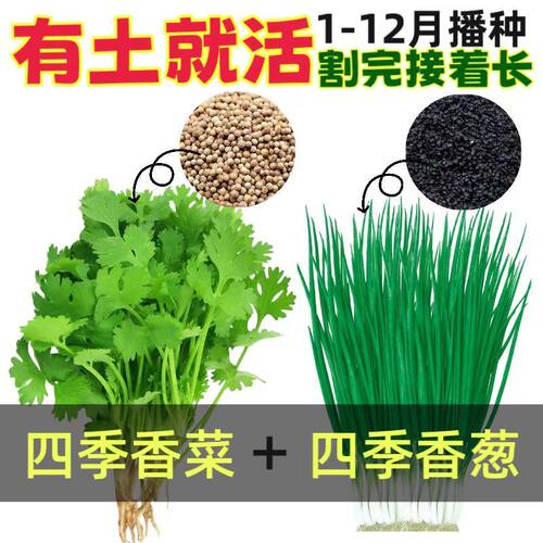 【一年四季都可以种的蔬菜种子】四季蔬菜种子香菜小葱种大全