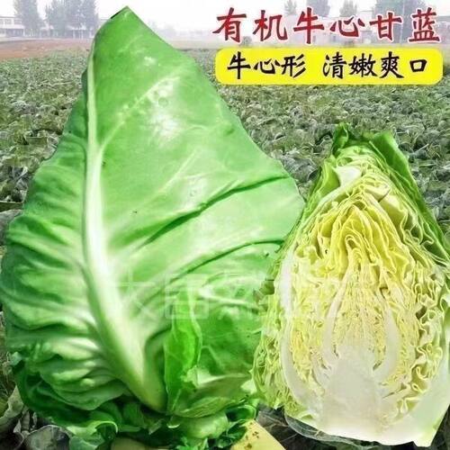 特大牛心甘蓝包菜卷心菜耐热耐寒春秋四季蔬菜包心菜