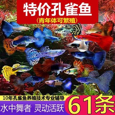 罕见小鱼耐活好养冷水鱼易活观赏鱼【精选】花鳉孔雀凤尾鱼热带小