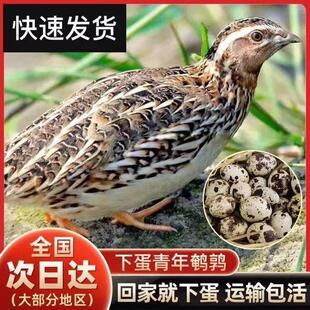 可以养的小宠物儿童迷你宠物下蛋鹌鹑便宜小宠物活体青年鹌鹑活苗