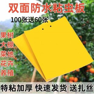 整箱发双面粘虫板大棚黄板黄蓝一体诱虫板果树防虫黄板黄板粘虫板