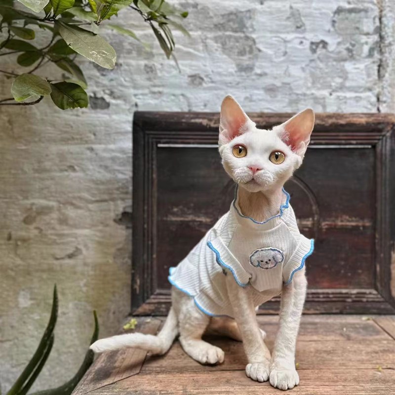 德文猫衣服夏天透气薄款防掉毛短无毛猫玉桂狗小弹力背心猫咪衣服