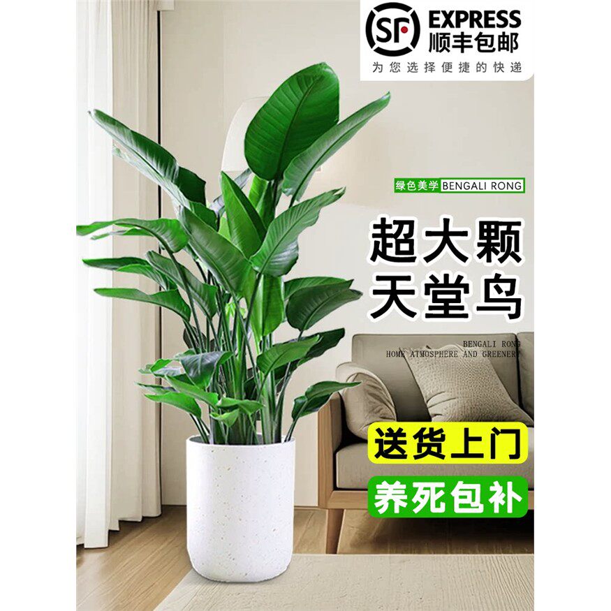 天堂鸟盆栽室内客厅大型绿植办公室大叶植物花卉鹤望兰新家大绿植