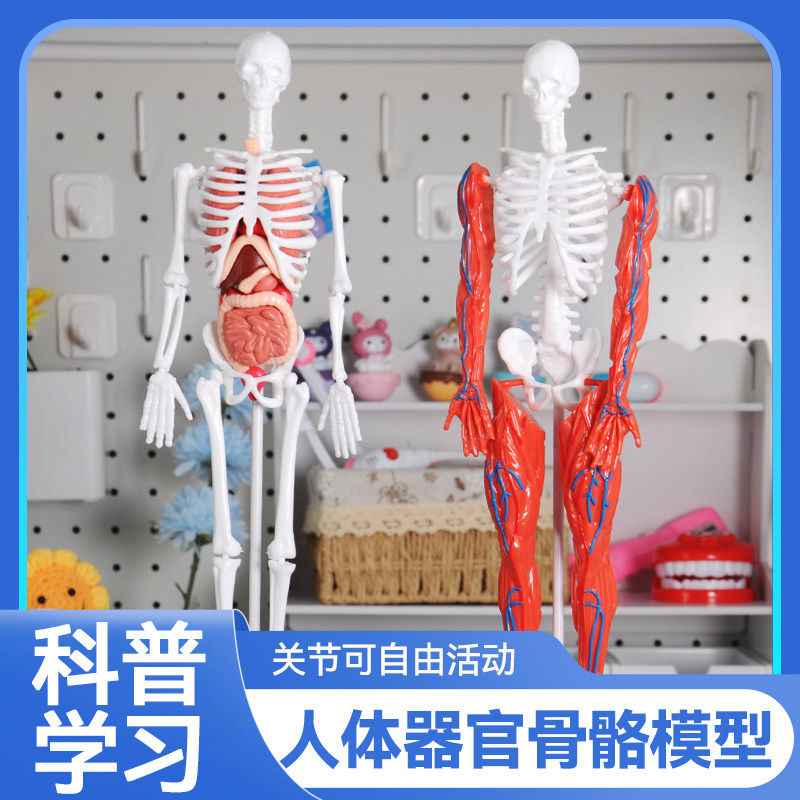 拆卸人体骨骼模型肌肉结
