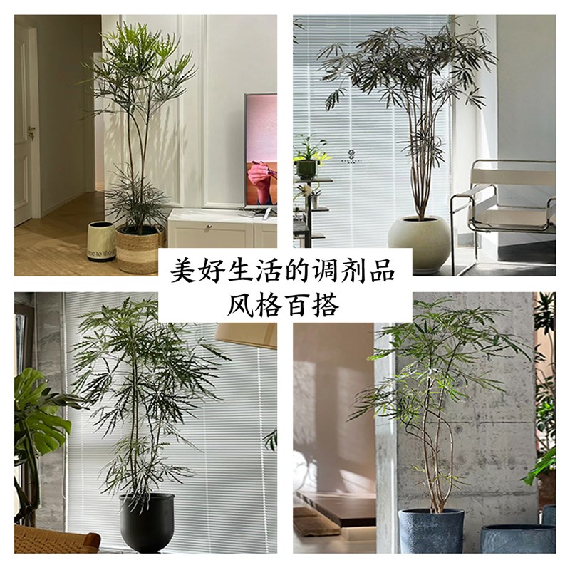 孔雀木绿植室内大型落地盆栽客厅办公室网红造型观叶植物四季好养
