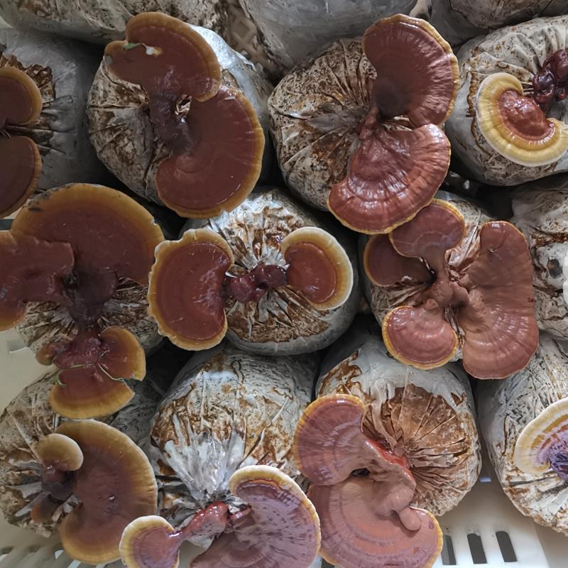 春艺灵芝菌包菌种蘑菇盆