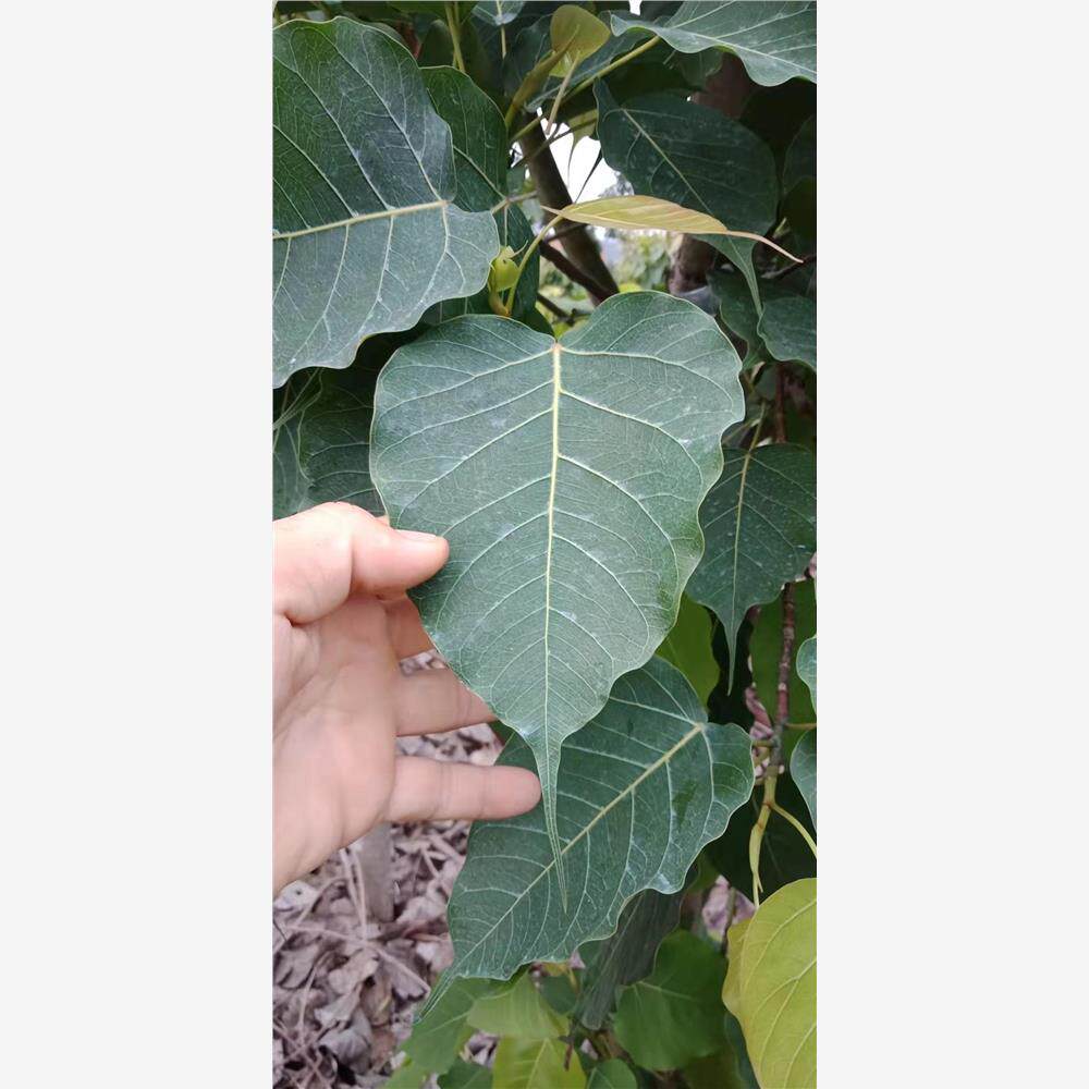 菩提树叶鲜雕木叶盏用