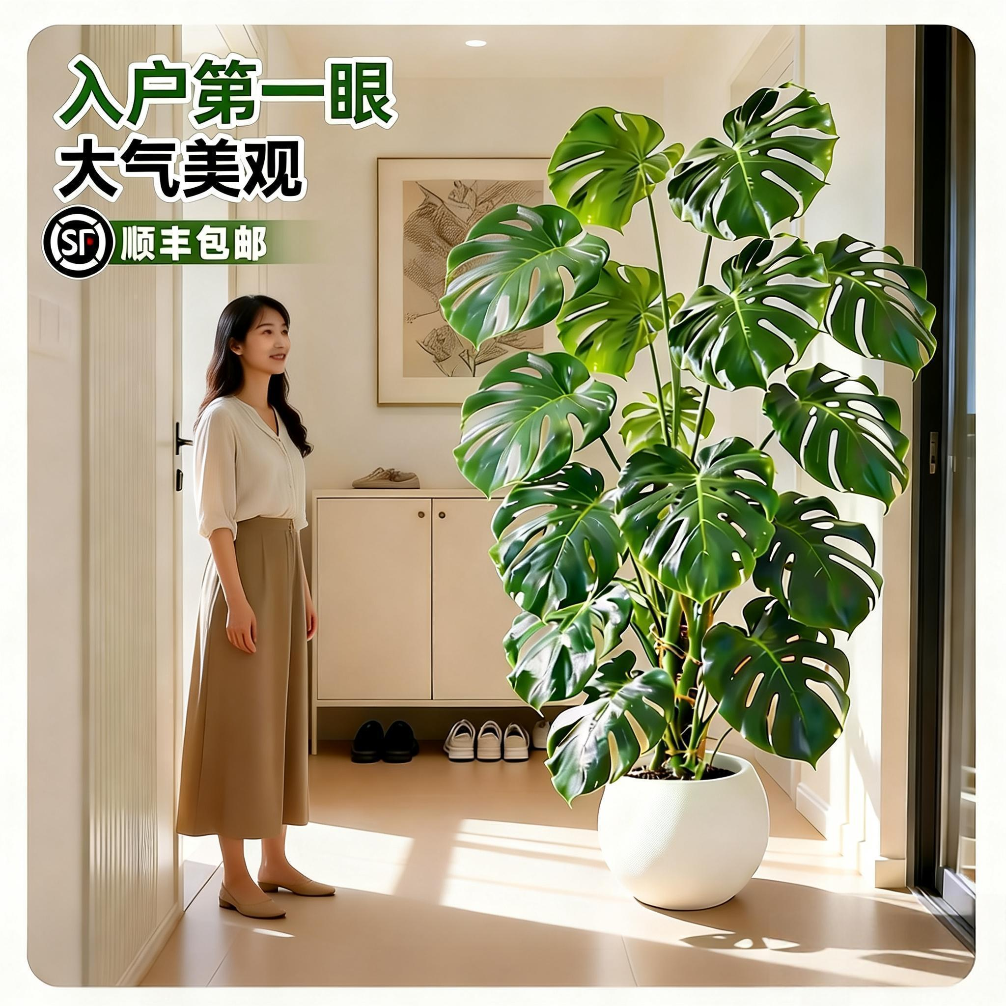 龟背竹盆栽室内观赏客厅耐阴家居大型盆景绿植物新手易养净化空气,鲜花速递/花卉仿真/绿植园艺,造型盆景,淘宝优惠券,粉丝福利购,淘宝优惠卷