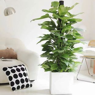 绿萝柱大型室内绿植盆栽带花盆易养护净化空气客厅办公室装 饰植物