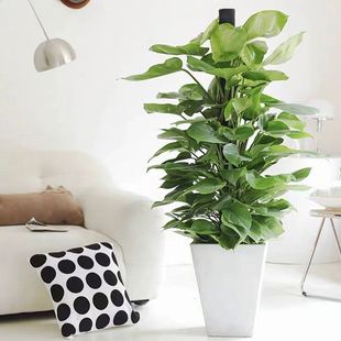 大型绿萝柱盆栽室内观叶绿植物净化空气室内装 饰新手易养活黄金藤